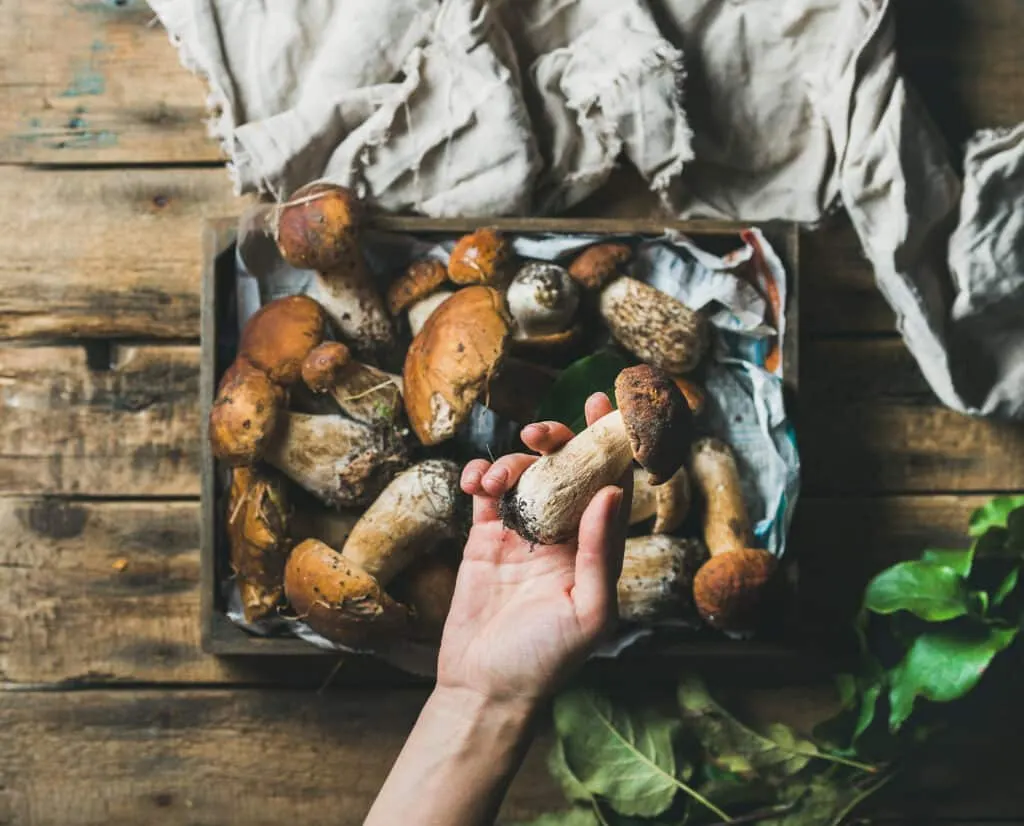 Titre réécrit : « IA envahit Amazon avec livres de cueillette de champignons »